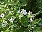 <b>Althaea</b> officinalis L.
