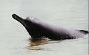 The Indus River Dolphin - A Fresh Water Endangered Dolphin ...