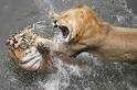 http://www.maniacworld.com/Animal_Fights.jpg