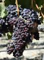 Tablas Creek Vineyard Blog: Grapes of the Rhone Valley: Grenache Noir