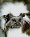 Cotton-top Tamarin SSP Welcome