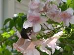 <b>Bignoniaceae</b>-Jerusalem.jpg