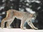 Canadian Lynx - Lynx canadensis
