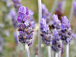 Lavender (color) - Wikipedia, the free encyclopedia