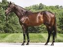 Stallion Register Online - Bob and John