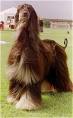 Afghan Hound Information and Pictures, Afghan Hounds