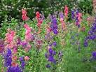 Cut Flowers - Eden Project - via Daymix