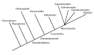 Elasmobranchs and Elasmobranch Systematics