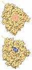 RCSB PDB-