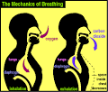 Breathing in freediving
