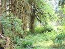 Olympic National Park Visitor Info
