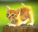 (e.g. “I love kittens”),