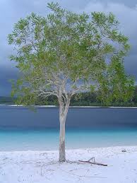 Foto: Lake Mc Kenzie - Fraser Island - Australien - GEO- - Lake-Mc-Kenzie-Fraser-Island-Australien