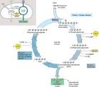 The Bio Hub: Carbon Fixation and the Calvin Cycle