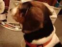 Dog Crying
