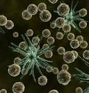 Increased Allergen Levels In Homes Linked To Asthma