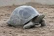 Aldabra giant tortoise - Wikipedia, the free encyclopedia