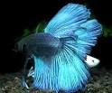 Fish Sale , Aquarium, Pictures,Siamese Fighting Fish Scientific ...