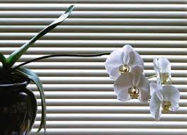 cheapwindowblinds