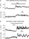 ScienceDirect.com - Cell Calcium - Ca2+ signaling and exocytosis ...