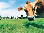 Funny Farm Animals Wallpapers3 - wallcoo.