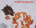 Butterworms (Tebro worms)