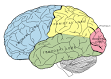 Human brain - Wikipedia, the free encyclopedia