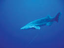 Shark Report: The Bramble Shark | The Beachside Resident
