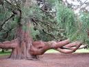 Sequoia Tree Pictures, Facts & Photos on Sequoia Trees