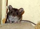 http://www.autumn-people.com/wp-content/uploads/2009/08/mouse_hi.jpg