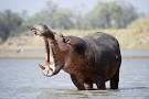 HIPPO pronunciation