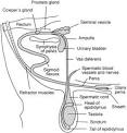G2016 Reproductive Anatomy and Physiology of the Bull | University ...