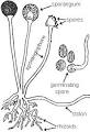 <b>Rhizopus</b> Diagram.