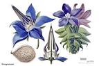 Family: <b>Boraginaceae</b>