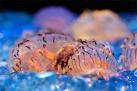 Flower Hat Jellies: - via Daymix