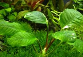 images?qtbnANd9GcQtkaqXRQebcDP8iZ5DTjQZqOeZkYuDdE 6ROW5 yrjiPThkfHQaQ