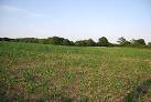 Maize is a cereal crop, indigenous to the Americas. In Britain it is usually - via Daymix