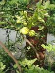 File:<b>Poncirus</b> trifoliata