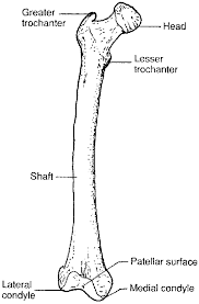 Femur
