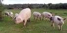 Pig and piglets on Black Knowl - via Daymix