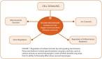 DHA Supports Brain Development and Protects Neurological Function ...