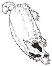 Badger coloring page