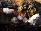These fruiting bodies were - via Daymix