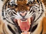 Snarling Tiger