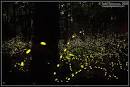 Lightning Bug