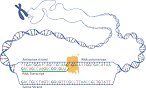 File:DNA transcription.svg - Wikimedia Commons
