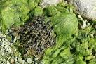 'Seaweed' is a word that - via Daymix