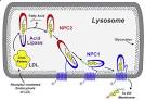 <b>Niemann</b>-<b>Pick Type C disease</b>
