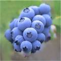 What Do You Get When You Mix Acai Berries, Bilberries ...