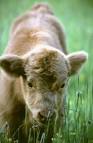 http://www.howardgrubb.co.uk/photos/chilterns/calf.jpg